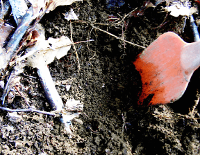 雑木林の枯れ葉をのけた地面