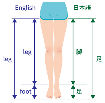 日本語と英語の足・脚