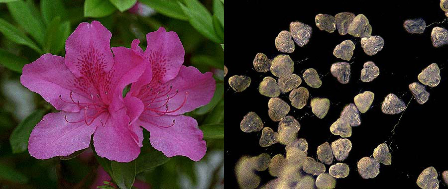 ツツジの花と花粉